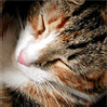 Korisnikov avatar