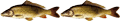 -=Moderator=-